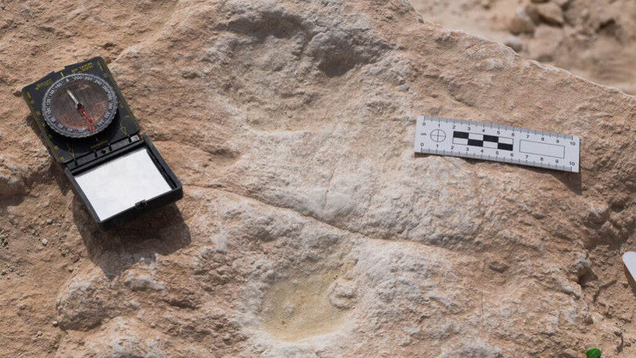 Seven footprints may be the oldest evidence of humans on the Arabian Peninsula