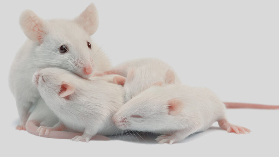 A mother mouse’s gut microbes help wire her pup’s brain