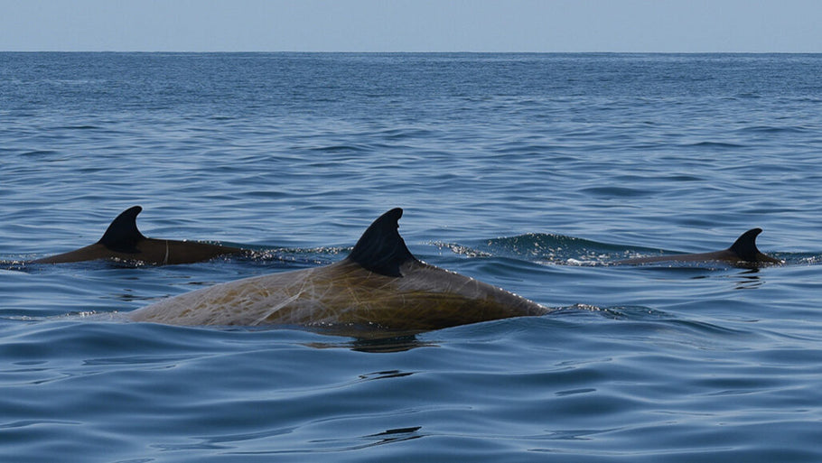 A beaked whale’s nearly four-hour-long dive sets a new record